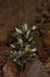 Virginia pennywort